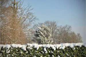 Importance of Winter Tree Care - Green Tech Tree