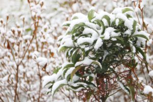 Snow on Plants - Green Tech Tree