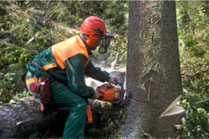 Professional Tree Removal Services - Green Tech Tree