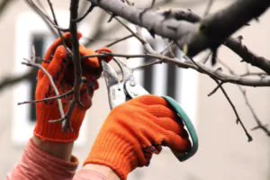 Benefits of Winter Pruning, Keeping Trees Healthy, Green Tech Tree Services