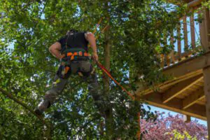 Tree Pruning Advantage, Keeping Trees Healthy, Green Tech Tree Services