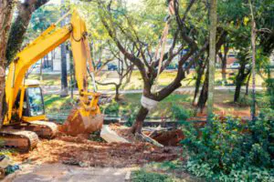 Tree Removal Considerations in Winter, Keeping Trees Healthy, Green Tech Tree Services