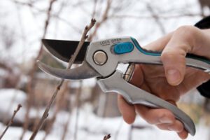 Winter Interest Shrubs & Trees, Keeping Trees Healthy, Green Tech Tree Services