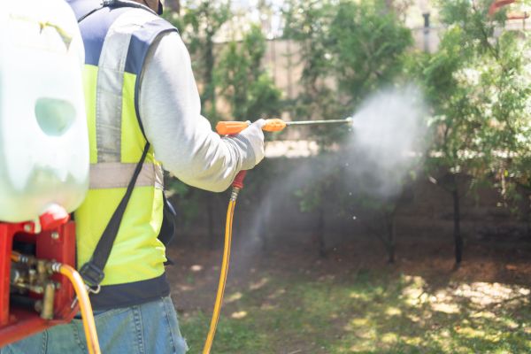 Key Considerations in Lawn Pest Control Services - Green Tech Tree